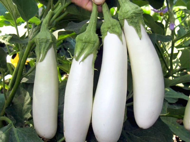 06a2ac Вайтмен - Зображення 1