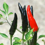 Чорний вогонь