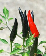 Чорний вогонь