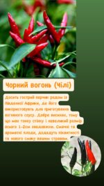 Чорний вогонь - Зображення 2