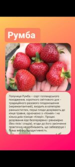 Румба - Зображення 2