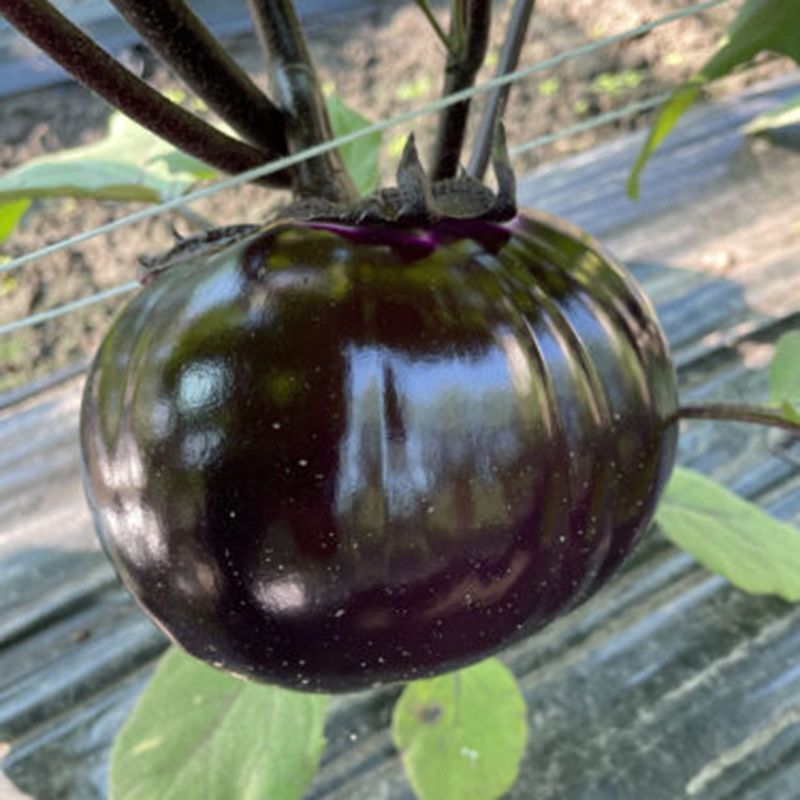 dzhaz-f1-semena-baklazhana-rann-okr-lark-seed Джаз - Зображення 1