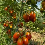 Черрі пляжний