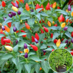 Перець декоративний