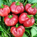 Перець солодкий Болгарський Ратунда