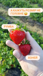 Полуниця Полуниця