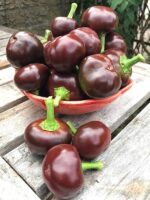 Перець Cherry Chocolate - Зображення 2