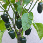 Jalapeño Black Magic