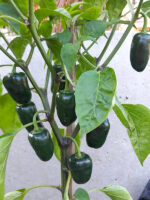 Jalapeño Black Magic