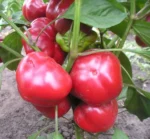 Перець Колобок - Зображення 2