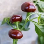 Перець Cherry Chocolate