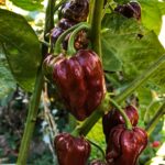 Habanero Chocolate - Зображення 2