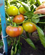 Перець Колобок - Зображення 3