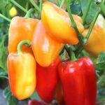 Перець Барбі