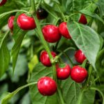 Перець Cherry Red