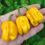 Habanero Yellow
