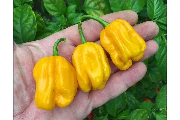 habanero-zheltyy-habanero-yellow-main-180557-700x467 Habanero Yellow - Зображення 1