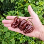 Habanero Chocolate