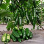 Перець гострий Куатреро - Зображення 2