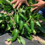 Перець гострий Куатреро