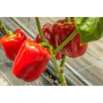 Перець Оіда