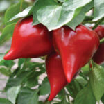 Перець Леся