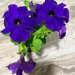 Петунія грандіфлора Ігл F1 (Petunia Grandiflora F1 Eagle)