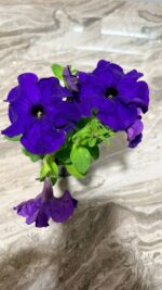 Петунія грандіфлора Ігл F1 (Petunia Grandiflora F1 Eagle)