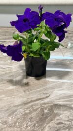 Петунія грандіфлора Ігл F1 (Petunia Grandiflora F1 Eagle) - Зображення 2