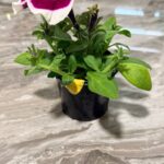 Петунія грандіфлора Лімбо F1 (Petunia grandiflora Limbo F1)