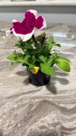 Петунія грандіфлора Лімбо F1 (Petunia grandiflora Limbo F1)