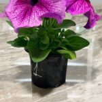Петунія грандіфлора Дедді F1 (Petunia grandiflora Daddy F1)