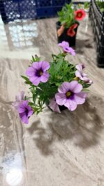 Калібрахоа мікс (Calibrachoa mix) - Зображення 4