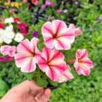 Петунія “Рожевий акварель”