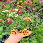 Калібрахоа махрова жовто-помаранчева з червоним центром