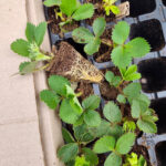 Набор Румба 24 шт