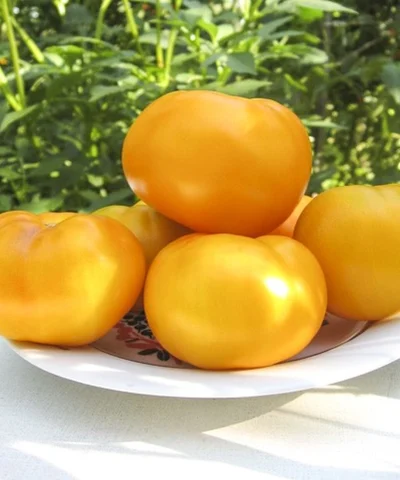 32750-iamamoto-f1ks-10-f1-tomat-zhovtyi-indet-100-nas-kitano-seeds