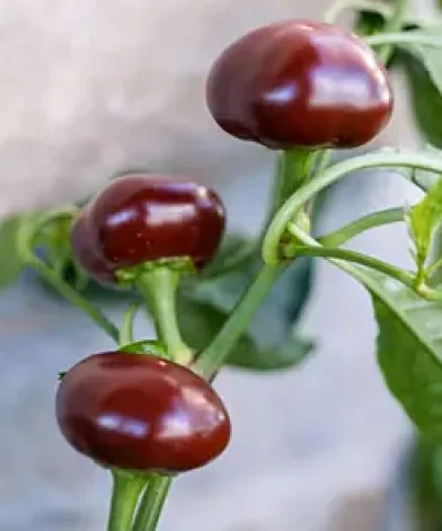 6378263328_w300_h300_nasinnya-perets-gostrij