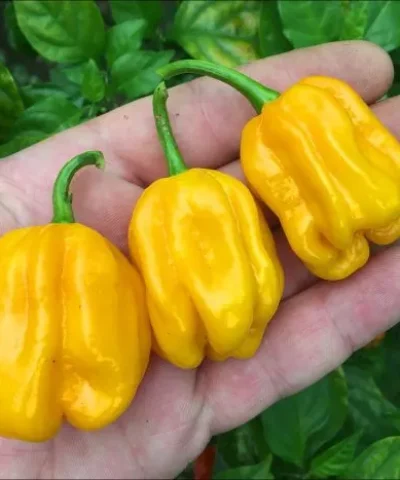 habanero-zheltyy-habanero-yellow-main-180557-700x467