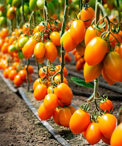 ks-1430-ks-1430-f1-semena-tomata-indet-rannego-sliv-zhelt-100-120-g-kitano-seeds