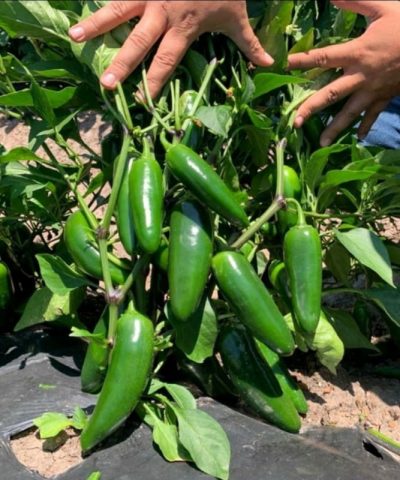 nasinnya-percyu-gostrogo-kuatrero-f1-enza-zaden-agriks-4