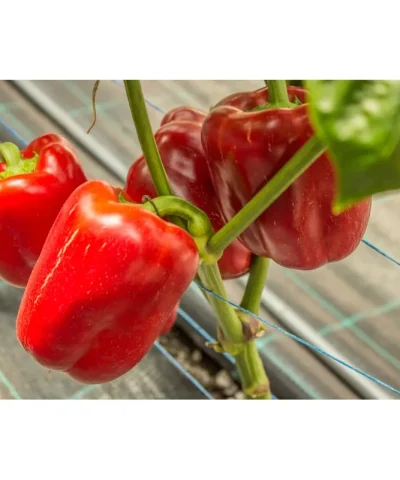 perec-oida-f1-clause-oida-f1-clause