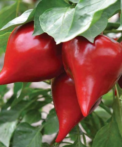 semena-pertsa-lesya-700x700