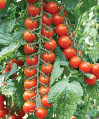semena-tomatov-porpora-f1-700x700