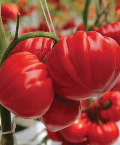 semena-tomatov-sarra-f1-700x700